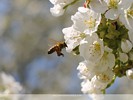 Pollen ladened bee approaching cherry blossom