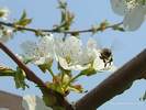 Bee Landing on Cherry Blossom