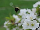 Bumblebee Approaching Cherry Tree Flower
