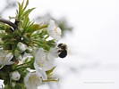 Bumblebee on Cherry Tree FLower