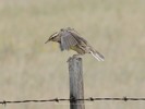 Western Meadowlark Taking Flight from a Fence Post