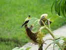 American Goldfinch [Carduelis tristis]