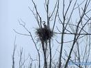 Great Blue Heron Nesting