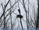 Great Blue Heron Guarding the Nest