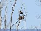 Great Blue Heron Guarding the Nest