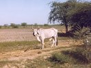 Ox Standing in a Field