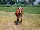 Calf Tethered in Field