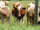 Holstein Behind Fence