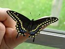 Butterfly: Black Swallowtail  [Papilio polyxenes]