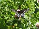 Butterfly: Black Swallowtail Enjoying Red Clover