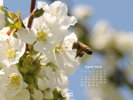 Honey Bee approaching cherry blossom