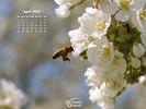 Animals - Wildlife - Insects - Pollen ladened bee approaching cherry blossom