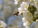 Animals - Wildlife - Insects - Pollen ladened bee approaching cherry blossom