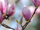 Seasons - Spring - Magnolia Tree Flowers
