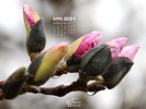 Seasons - Spring - Magnolia Flower Bud after Spring Rain