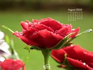 Nature - Flowers - Red Rose After Rain Shower