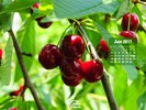 Agriculture- Crops - Fruit - Cherries - Ripe for the picking