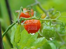 Nature - Cherry Tomato Plant After Rain