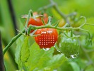 Foods - Fruit - Cherry Tomato Plant After Rain