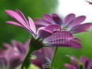 Nature Made - Flowers Daisy Family - Purple Daisy