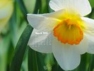 Nature Made - Flowers Narcissus - Daffodil