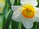 Nature - FLowers - Narcissus - Daffodil