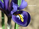 Nature - Flowers - Spring Iris