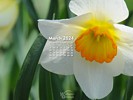 Spring - Nature Made - Flowers - Narcissus - Daffodil