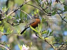 Nature - Animals - Birds - Robin in Magnolia Tree