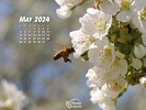 Animals - Wildlife Insects Bees - Pollen ladened bee approaching cherry blossom