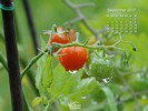 Agriculture - Cherry Tomato Plant After Rain