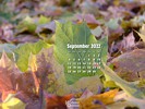 Seasons - Fall - The Last Green Leaf