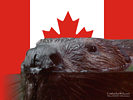 Beaver with Candian Flag Background