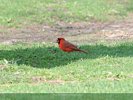 Male Cardinal Food Hunting