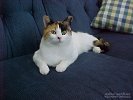 Calico Cat on Blue Sofa