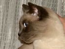 Siamese Cat Portrait