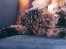 Cat Napping 2