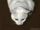 White Cat on Grey
