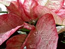 Pink and White Poinsettia