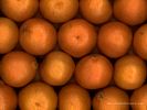 Clementines [Citrus Reticulata]