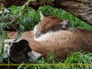 Sleeping Cougars