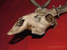 White Tail Deer Skull