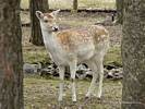 Fawn (Young Deer)