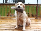 Yellow Lab Shows Off Toy