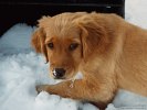 Retriever Puppy Lying in Snow