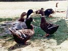 Ducks in a Park