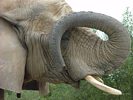 African Elephant Profile