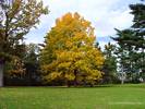 Tree in Fall