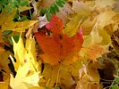 Maple Leaves