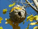 Exposed Wasps Nest